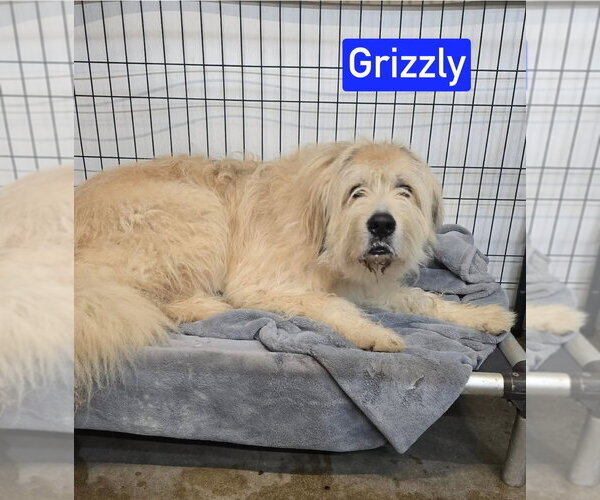 Medium Photo #3 Anatolian Pyrenees Puppy For Sale in Foristell, MO, USA