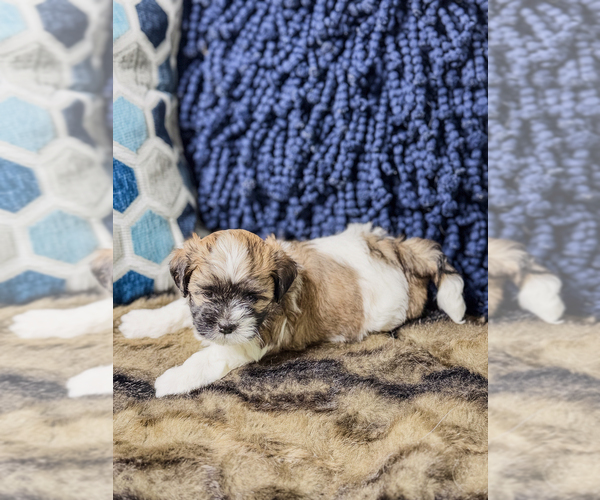 Medium Photo #12 Zuchon Puppy For Sale in CLERMONT, FL, USA