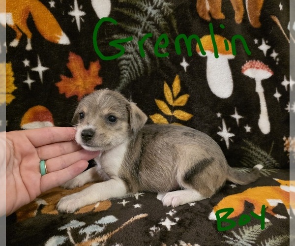 Medium Photo #14 Chizer Puppy For Sale in MONTEZUMA, GA, USA