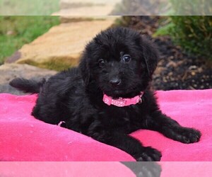 Labradoodle Puppy for sale in COSHOCTON, OH, USA