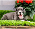 Small #7 Great Dane