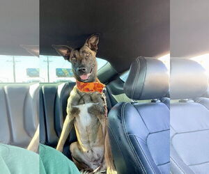 Mutt Dogs for adoption in El Centro, CA, USA