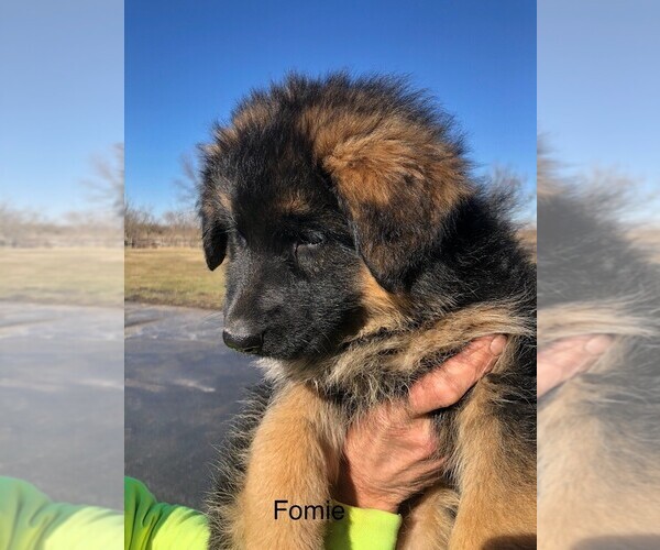 Medium Photo #16 German Shepherd Dog Puppy For Sale in SOMERVILLE, OH, USA