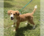 Small #2 Mutt
