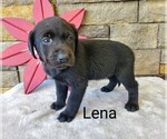 Puppy Lena AKC Eng Labrador Retriever