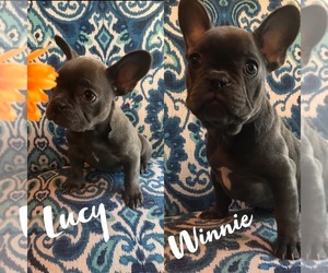 French Bulldog Puppy for sale in FRANCESVILLE, IN, USA