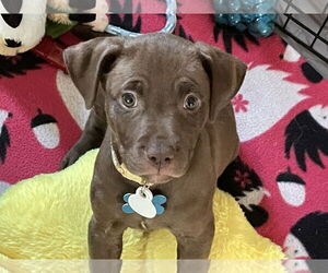 Mutt Dogs for adoption in Minneapolis, MN, USA