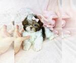 Small #31 Shih Tzu