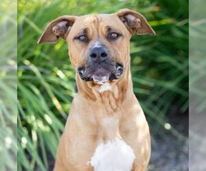 Mutt Dogs for adoption in Camarillo, CA, USA