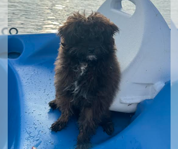 Medium Photo #1 Pomeranian Puppy For Sale in Brooklyn Center, MN, USA
