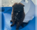 Small Pomeranian