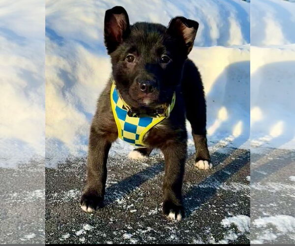 Medium Photo #4 Gerberian Shepsky Puppy For Sale in Princeton, MN, USA