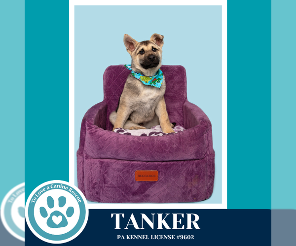 Medium Photo #11 Gerberian Shepsky Puppy For Sale in Kimberton, PA, USA