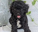 Small #3 Poodle (Toy)