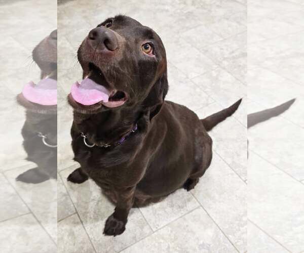Medium Photo #2 Labrador Retriever Puppy For Sale in Frankenmuth, MI, USA