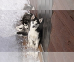 Small Photo #4 Siberian Husky Puppy For Sale in WESTCLIFFE, CO, USA