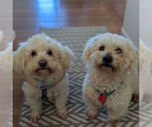 Maltese Dogs for adoption in VIRGINIA BEACH, VA, USA