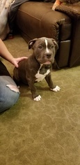 American Bully Puppy for sale in CRESTON, MT, USA