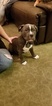Small Photo #1 American Bully Puppy For Sale in CRESTON, MT, USA