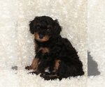 Puppy Benny Cavapoo (Miniature)-Goldendoodle Mix