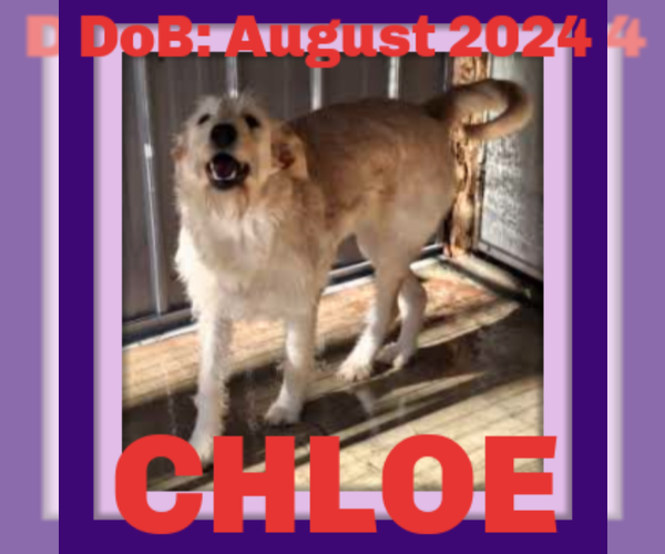 Medium Photo #1 Labradoodle Puppy For Sale in Sebec, ME, USA