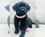 Small Labrador Retriever Mix