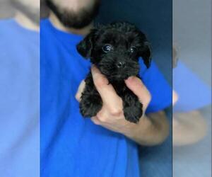 Poodle (Toy)-Yorkshire Terrier Mix Puppy for sale in SPENCER, TN, USA