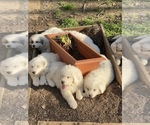 Small Photo #5 Great Pyrenees Puppy For Sale in OXFORD, MS, USA
