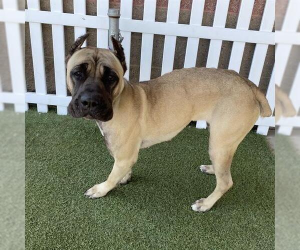 Medium Photo #1 Mutt Puppy For Sale in Modesto, CA, USA