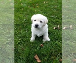 Small Photo #8 Labrador Retriever Puppy For Sale in DANBY, VT, USA