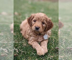Golden Retriever-Goldendoodle Mix Puppy for sale in MILLERSBURG, OH, USA