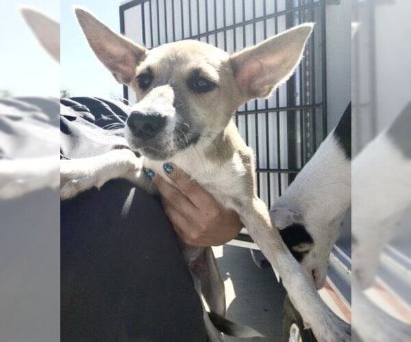 Medium Photo #1 Gerberian Shepsky Puppy For Sale in Houston, TX, USA