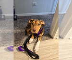 Small #1 Mutt