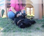 Small #2 Labrador Retriever