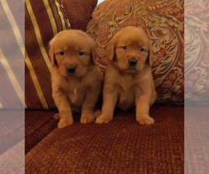 Golden Retriever Puppy for sale in BEVERLY HILLS, CA, USA