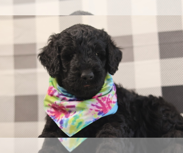 Medium Photo #10 Goldendoodle Puppy For Sale in MANCHESTER, CT, USA