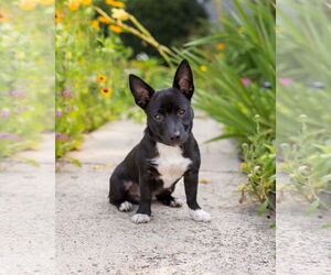 Chihuahua-Unknown Mix Dogs for adoption in Mount Laurel, NJ, USA