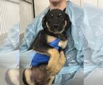 Small German Shepherd Dog