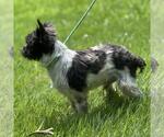Small #1 Mutt