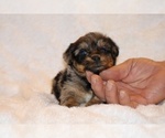 Small Photo #2 Poodle (Toy)-YorkiePoo Mix Puppy For Sale in DYERSBURG, TN, USA