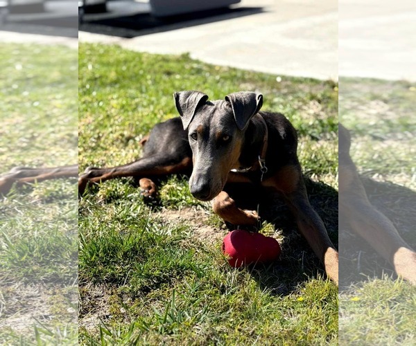 Medium Photo #7 Doberman Pinscher-Unknown Mix Puppy For Sale in Escondido, CA, USA