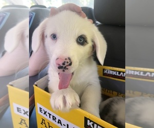 American Corgi Puppy for Sale in GRAHAM, Washington USA