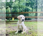Small #19 Labrador Retriever