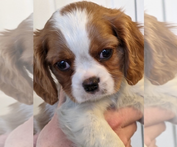 View Ad Cavalier King Charles Spaniel Litter of Puppies