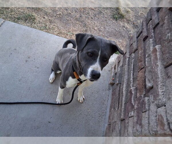 Medium Photo #1 Mutt Puppy For Sale in Pueblo, CO, USA