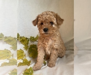 Poodle (Miniature) Puppy for sale in RUDD, IA, USA