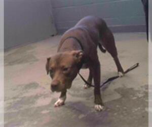 American Staffordshire Terrier-Labrador Retriever Mix Dogs for adoption in Tallahassee, FL, USA