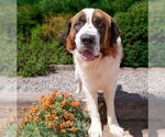 Small #1 Saint Bernard