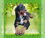 Small Photo #47 Bernedoodle Puppy For Sale in BLACK FOREST, CO, USA