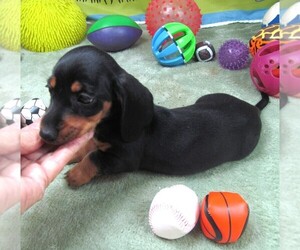 Dachshund Puppy for sale in RATTAN, OK, USA